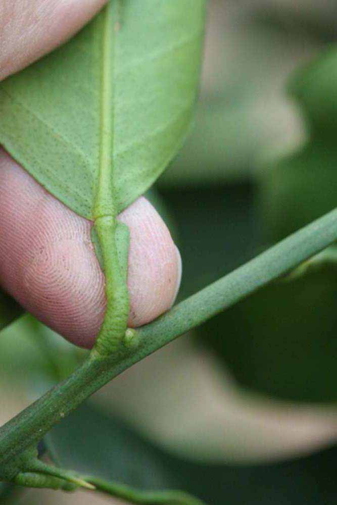              Petiole (Riverside, CA)       